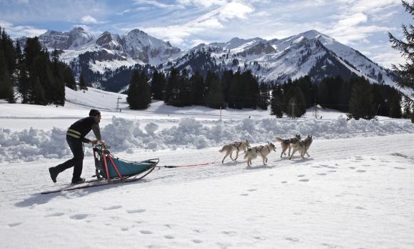 Sulla slitta trainata dai cani a Col de Mosses
