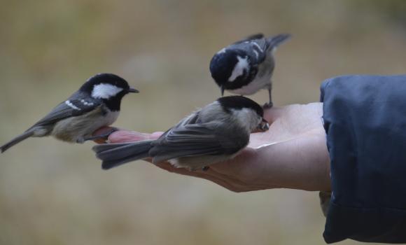 Dare da mangiare agli uccelli dalle proprie mani